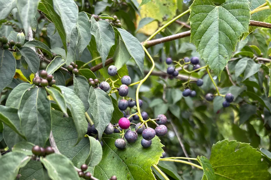 Small purple fruit on a tree.