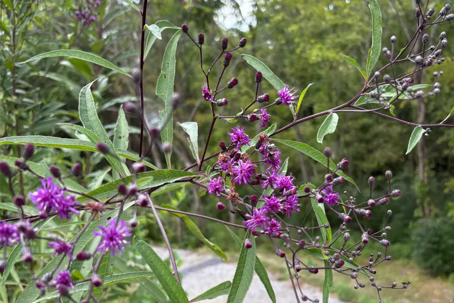 Purple flowers close up.