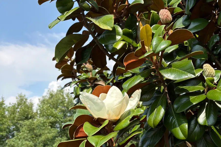 Close up of a white magnolia tree.