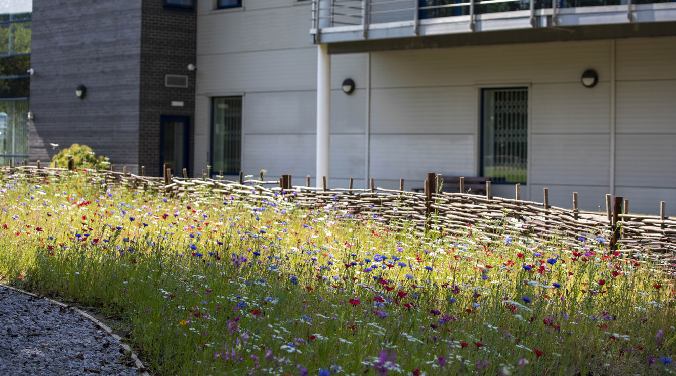 Wild Flowers beside Treewalk at AESSEAL manufacturing Rotherham Mill Close