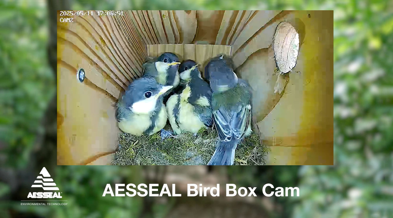 wildlife camera footage of a bird box
